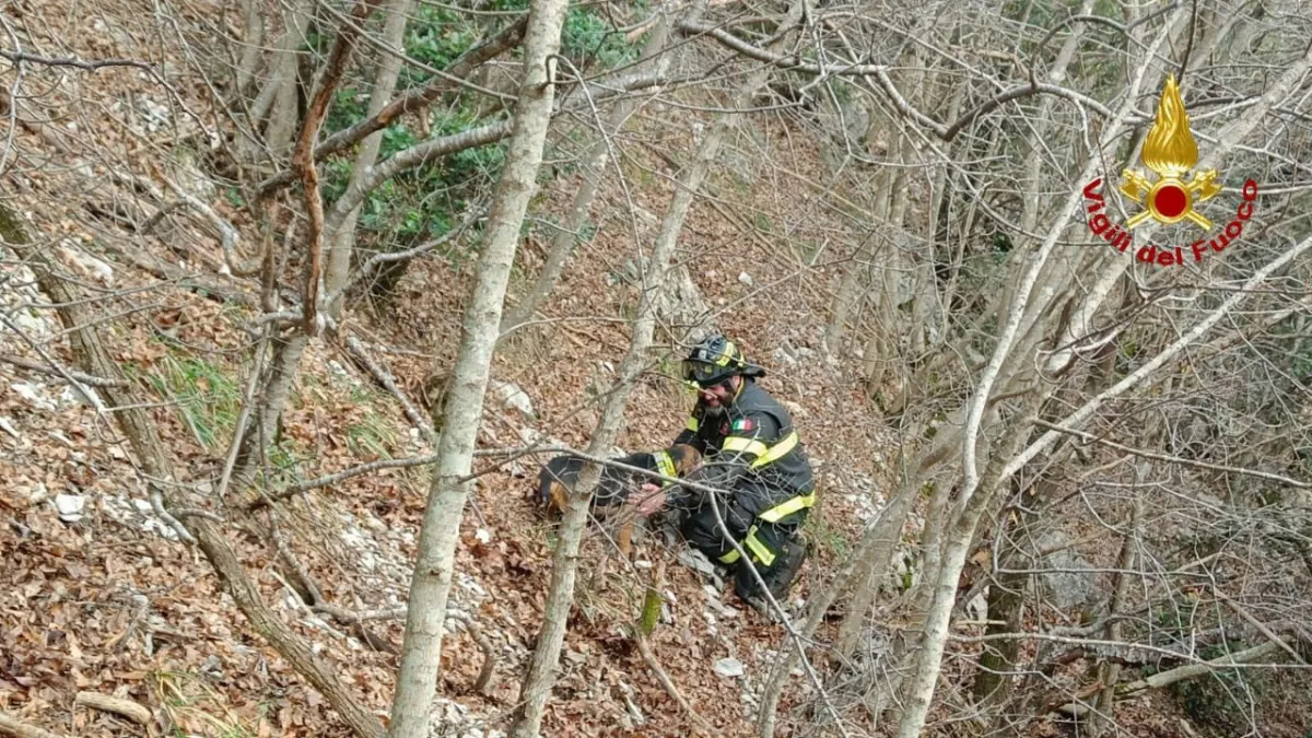 Segugio salvato sul Monte Cucco: intervento spettacolare dei Vigili del Fuoco di Gubbio