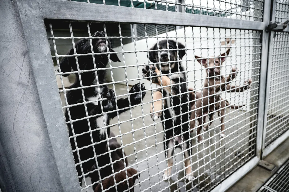 Canile Sanitario di Gubbio in emergenza: volontari e associazioni in prima linea. Presentato il Calendario “Sportello a 4 Zampe 2026”