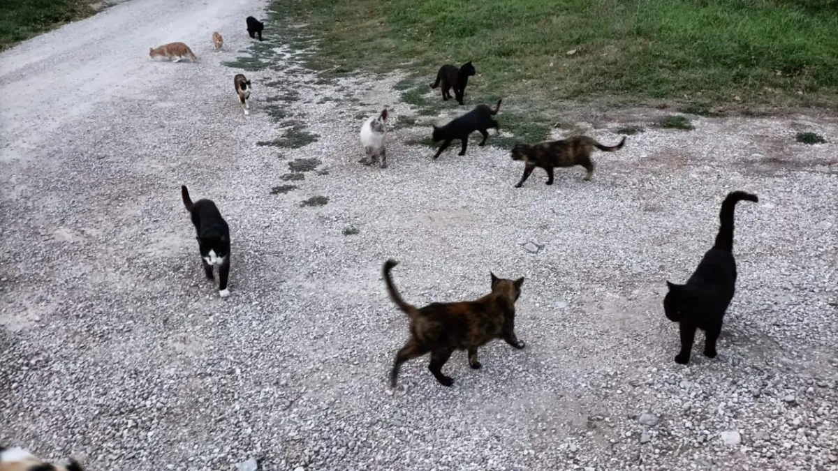 Valfabbrica, misteriosa sparizione dei gatti neri della colonia di Castellina: depositata denuncia in Procura contro ignoti