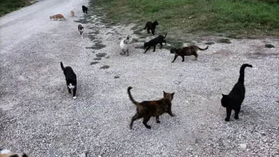 Valfabbrica, misteriosa sparizione dei gatti neri della colonia di Castellina: depositata denuncia in Procura contro ignoti