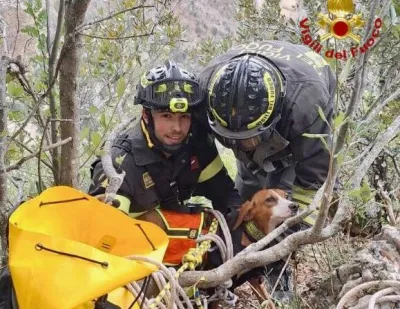 Cervara, intervento dei Vigili del fuoco: salvato un segugio maremmano caduto in un dirupo
