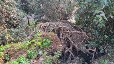 Perugia, crollano due pini sulla scarpata di piazzale Europa: area instabile e rischio frane, scatta l’allarme sicurezza