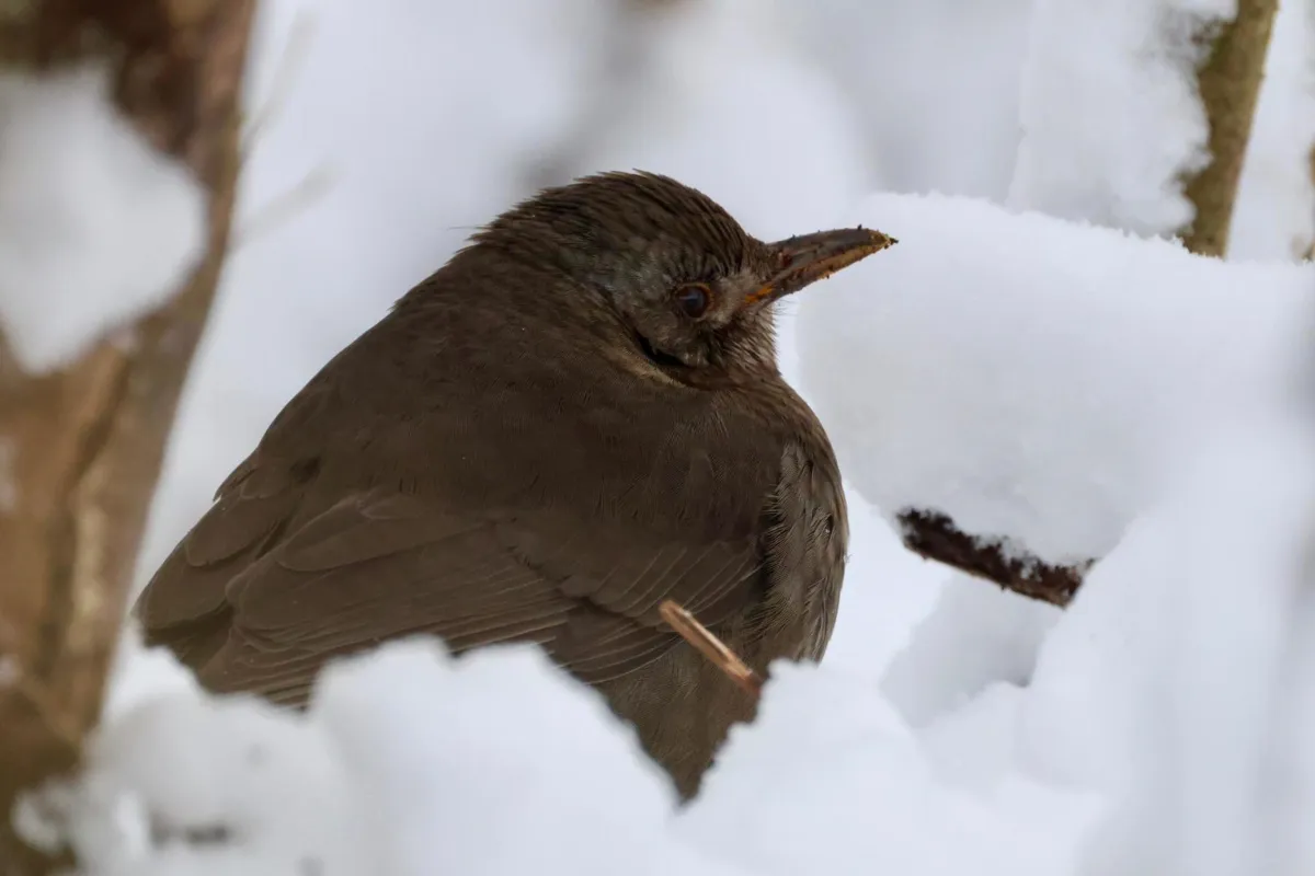 Gelo sull’Umbria: Colfiorito scende a -13,3 gradi, temperature rigide e freddo diffuso su tutta la regione