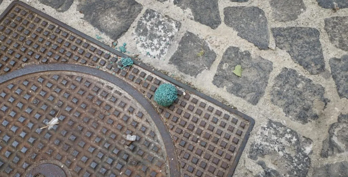 Perugia, rinvenute esche avvelenate in via del Lauro: il Comune dispone cartelli di allerta, controlli e interventi sanitari