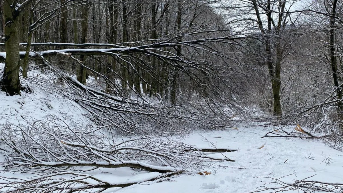 Strada della Chiavellara chiusa per neve e alberi pericolanti: stop al traffico verso le Marche