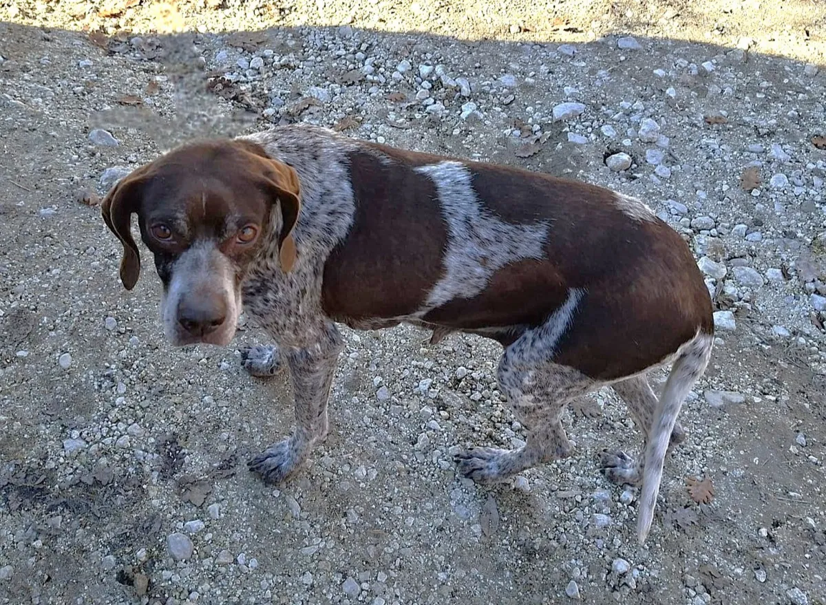 Ritrovato nel Reatino un cane rubato tre anni fa a Orvieto: denunciato per ricettazione il conducente dell’auto