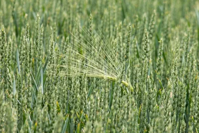 Nuovo impulso all'agricoltura biologica. Bando da 3 milioni e mezzo dalla Regione Umbria