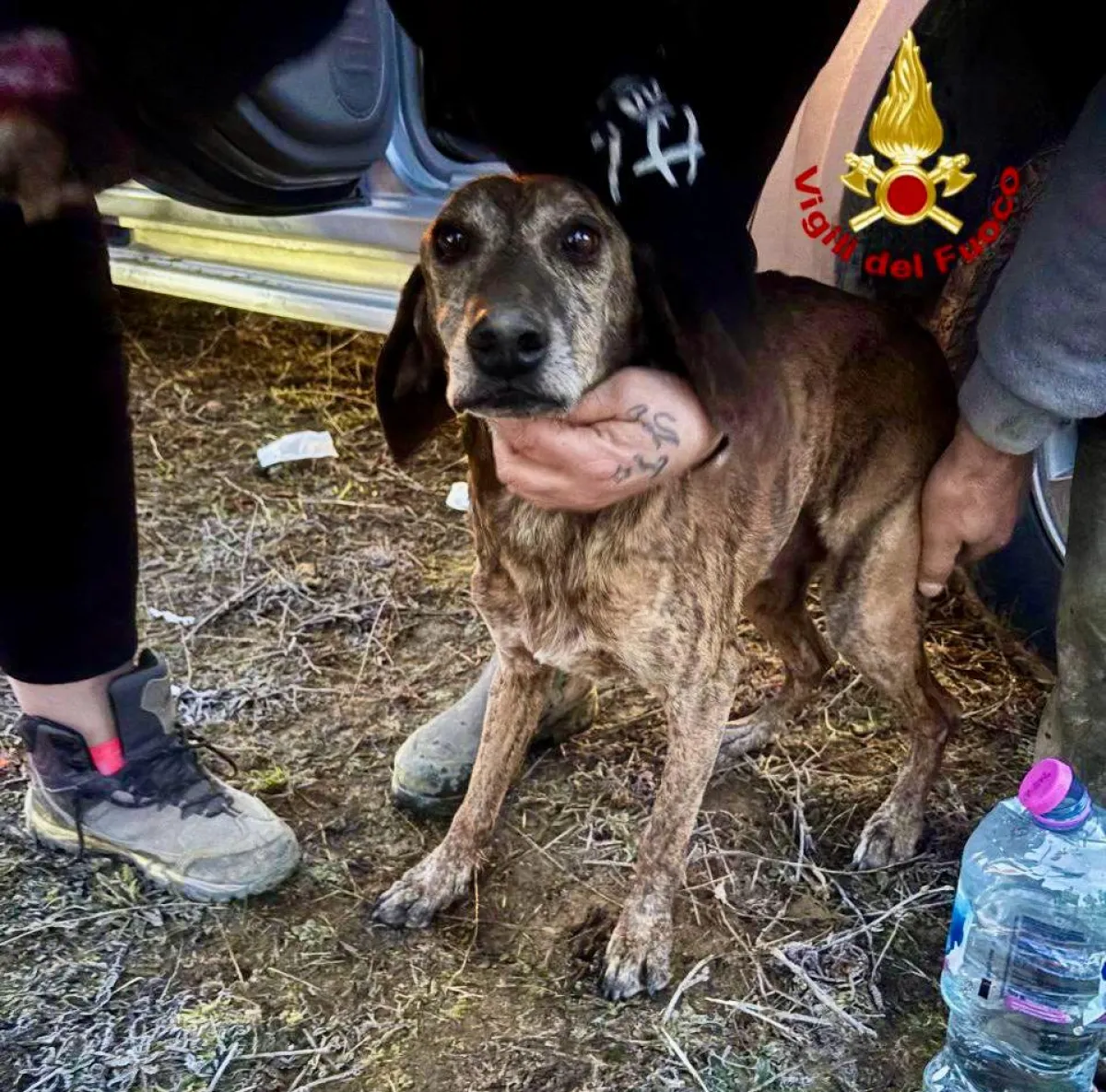 Umbertide, cane intrappolato in una tana. Salvato dai Vigili del Fuoco dopo 40 ore di lavoro