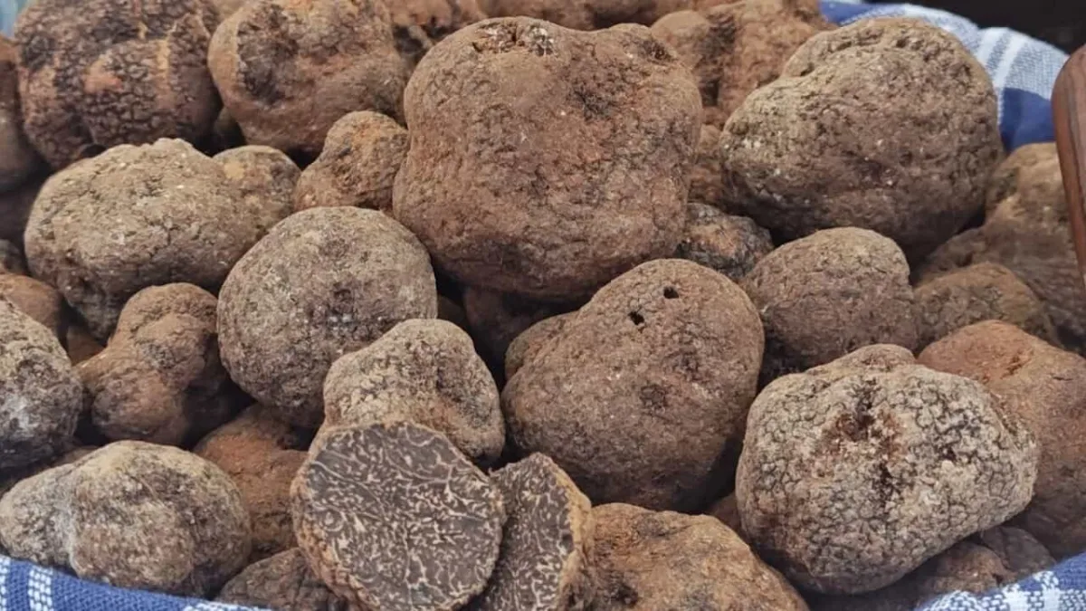 Nero Norcia 2026: presentata a Perugia la 62ª edizione della mostra mercato del tartufo nero pregiato e dei prodotti tipici