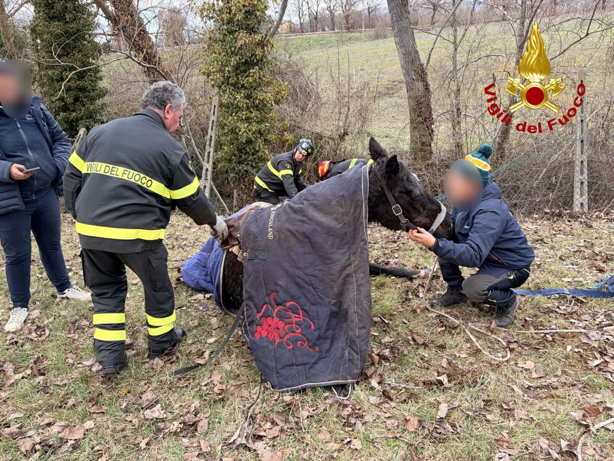Cavalla cade in un dirupo a Nocera Umbra, salvata dai Vigili del Fuoco: intervento spettacolare a Ponte Parrano