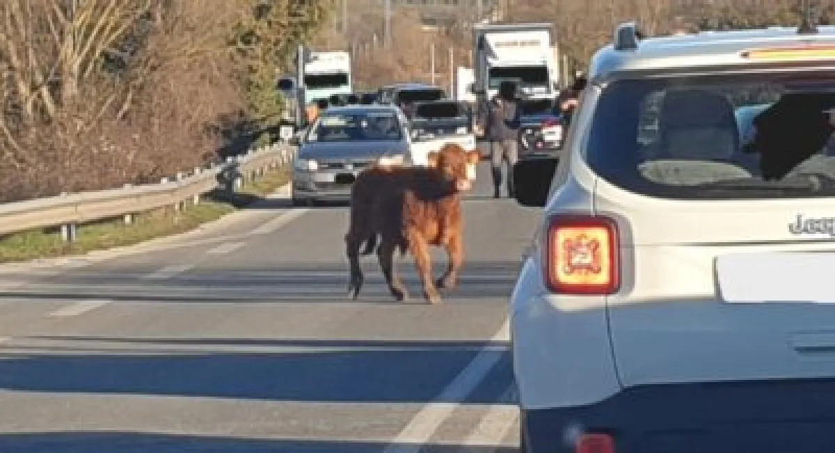 Gubbio, vitello fugge e invade la SS 219 Pian d’Assino: traffico bloccato e intervento di Polizia Locale e Carabinieri