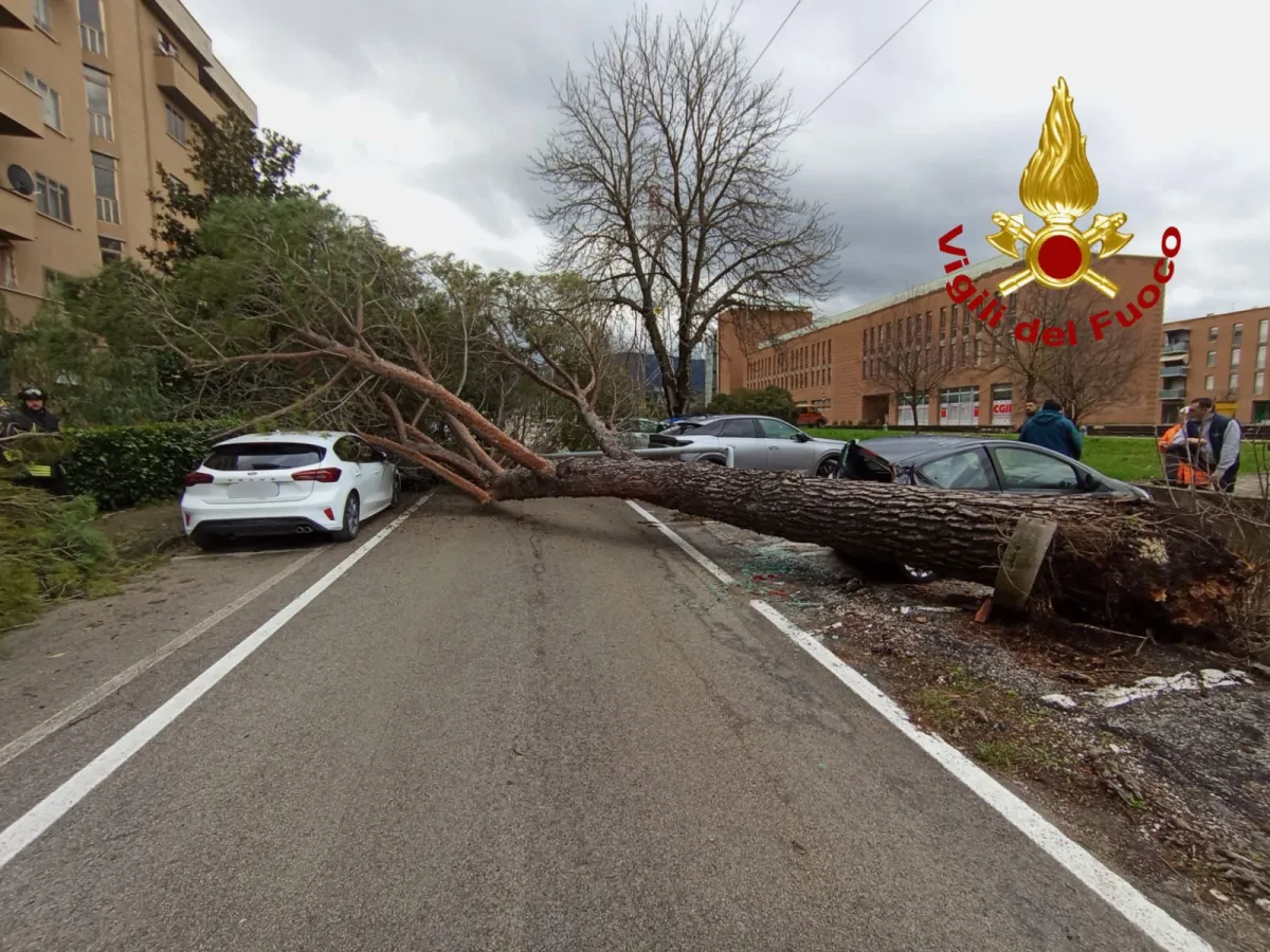 Spoleto, cade un grosso albero: solo paura in strada ma intervengono i vigili del fuoco