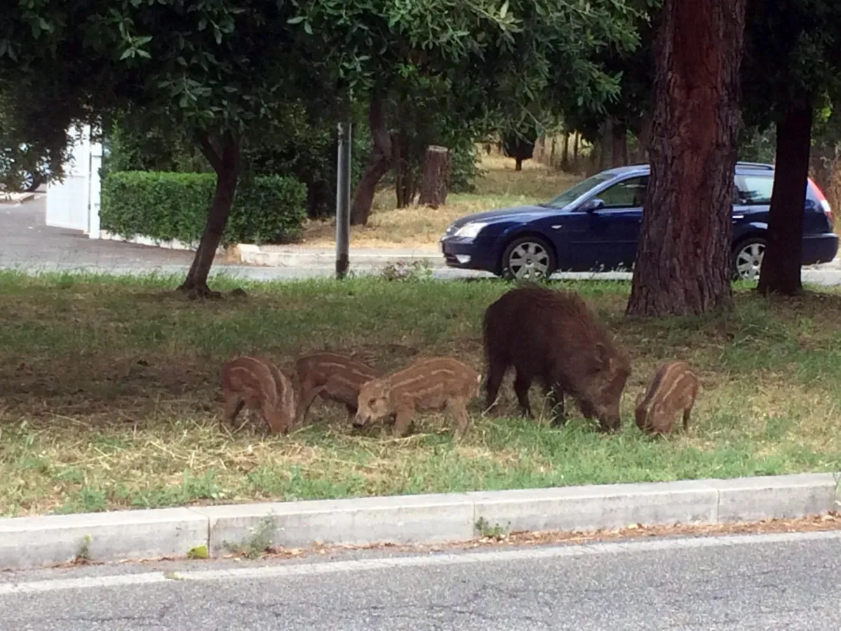 Cinghiale sulla SS3 bis Tiberina, Regione Umbria condannata: risarcimento da 3.650 euro a un automobilista