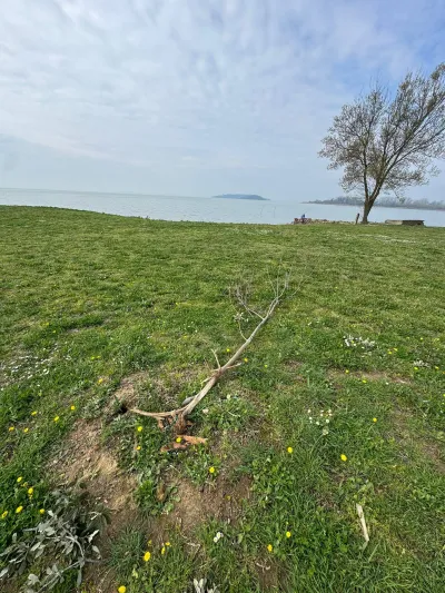 Passignano sul Trasimeno, il sindaco denuncia un grave atto vandalico: divelti alberi e cestini nel parco del lungolago 