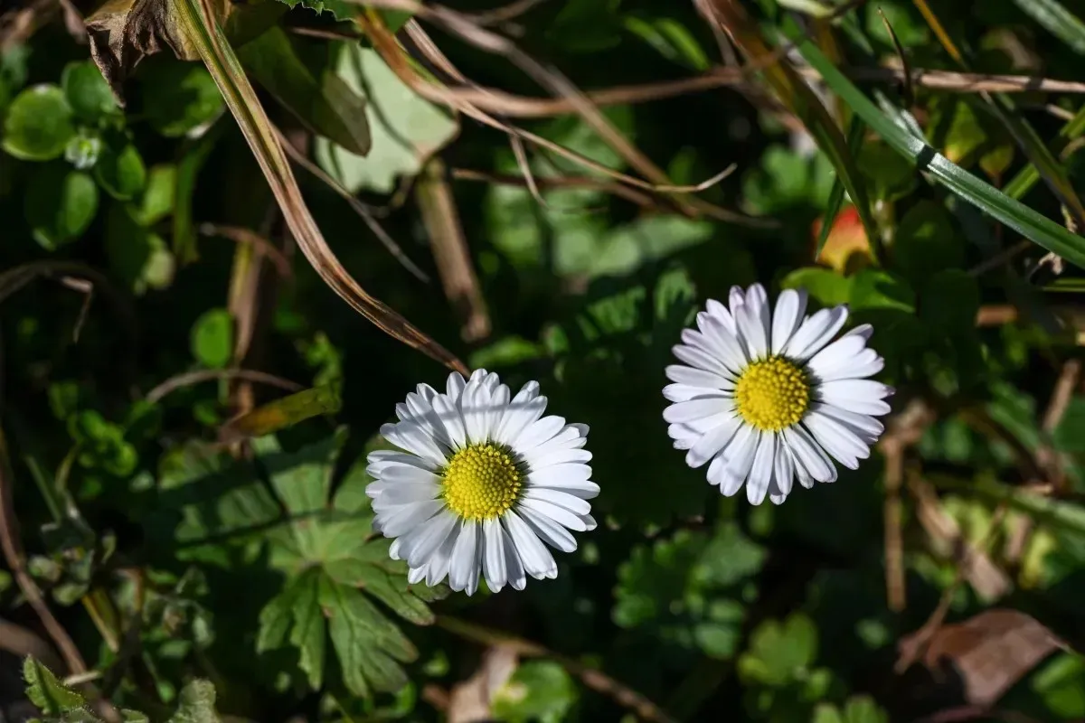 Umbria, il meteo per il weekend del 14 e 15 marzo. Variabile ma colpo di coda dell'inverno in arrivo