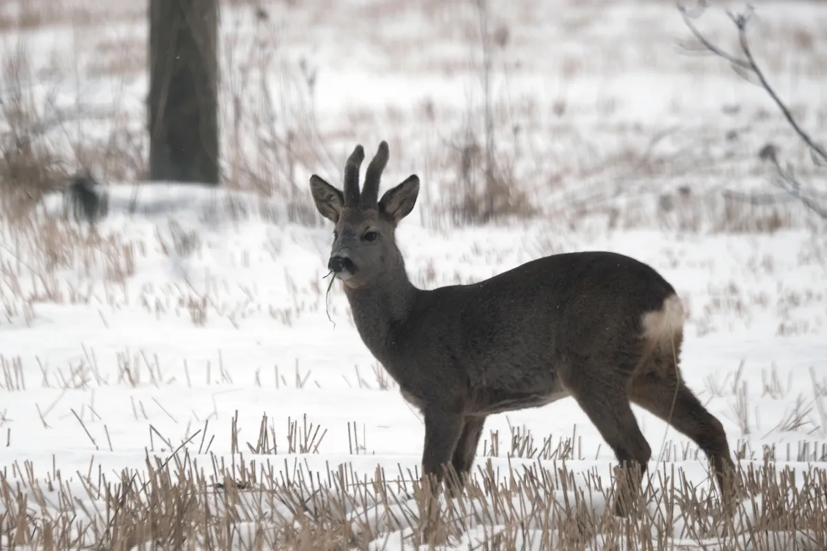 Gubbio, scontro tra Vespa e capriolo sulla SR 298 Eugubina: 73enne in codice rosso all’ospedale di Perugia