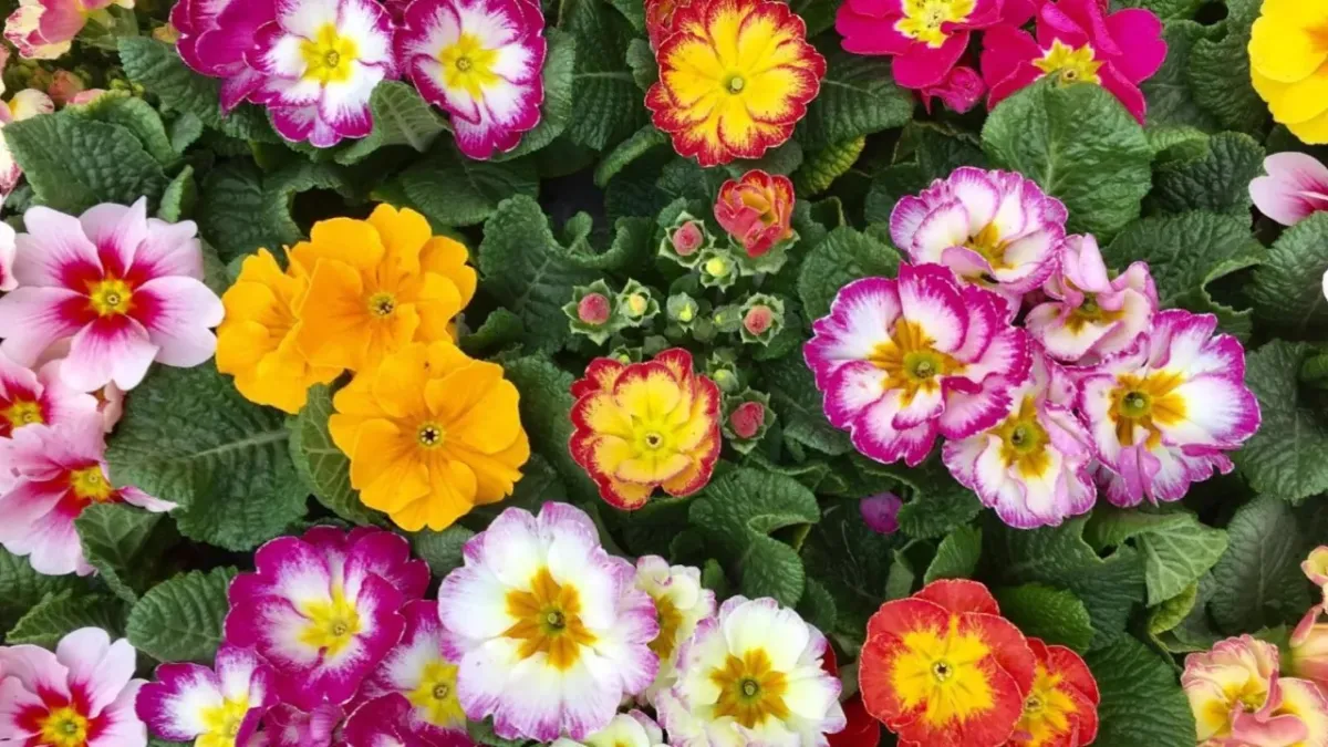 Terni, in Bct un'esplosione di poesia. Tre giorni di iniziative da giovedì 19 marzo