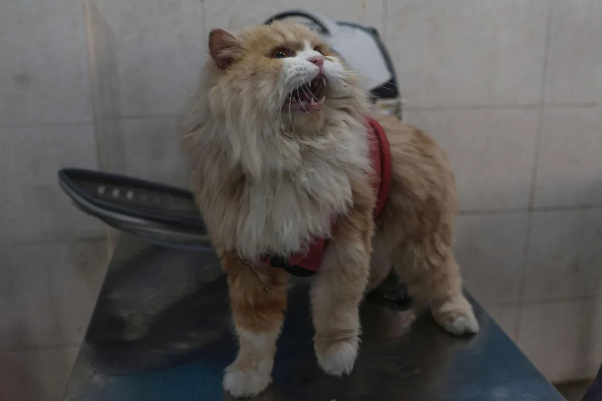 Perugia, proposta ospedale veterinario gratuito: Scoccia chiede il coinvolgimento diretto della Regione