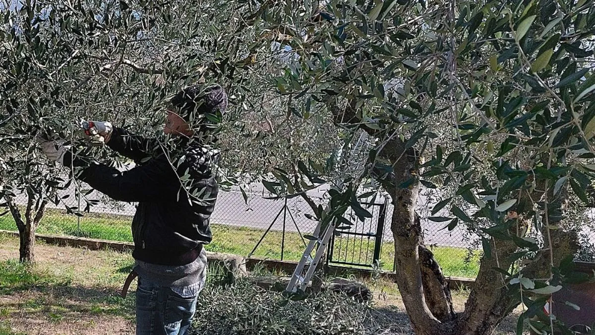  Gualdo Tadino, al via il corso sull’olivo: coltivazione, raccolta e qualità dell’olio