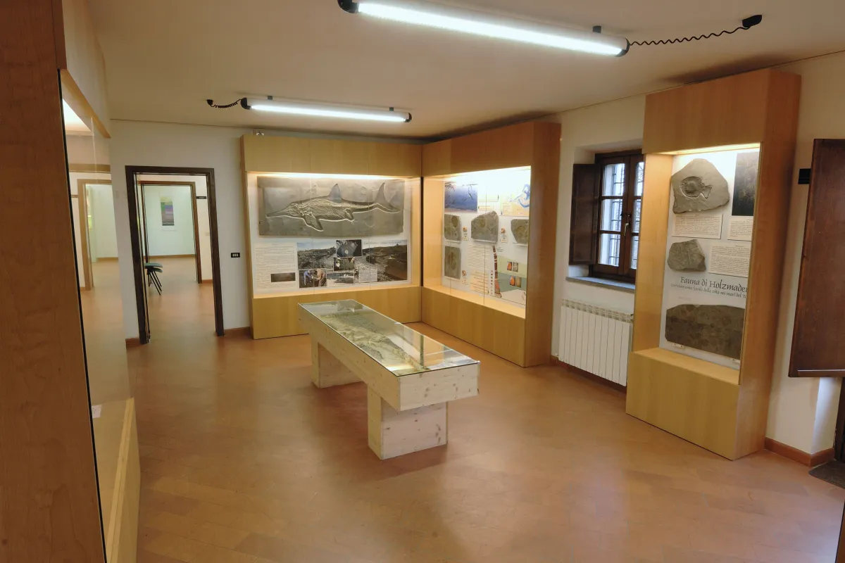 Parco del Subasio, il museo di geo-paleontologia si rinnova: fossili giurassici, ammoniti e percorsi educativi per tutti