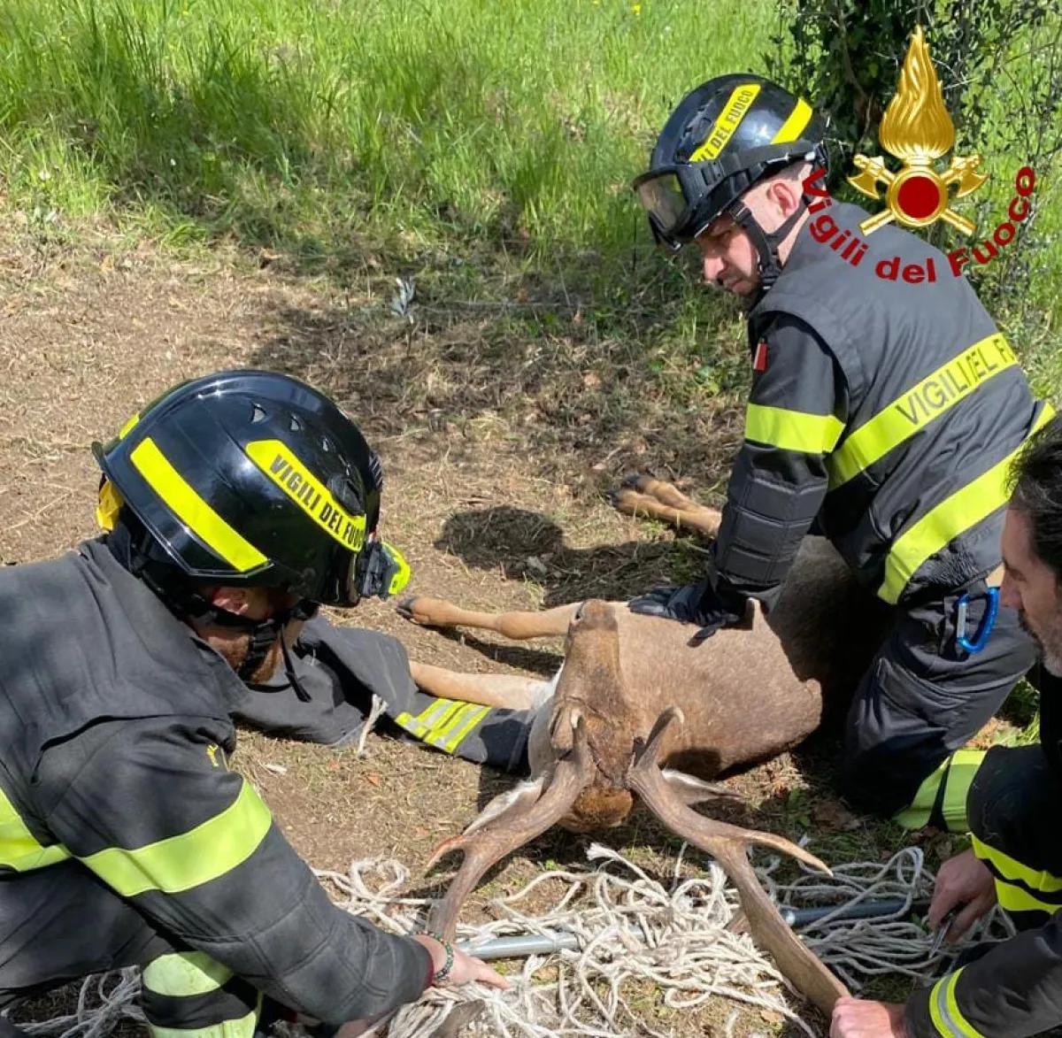  Amelia, soccorso daino incastrato in una rete: salvato dai Vigili del Fuoco 