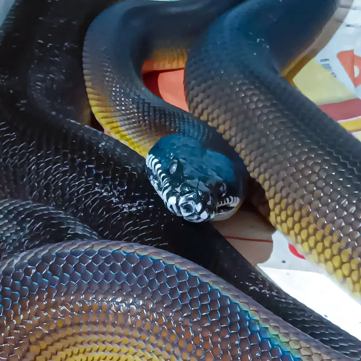 Perugia, Pasqua a Città della Domenica tra fattoria didattica e nuove attrazioni: protagonisti i pulcini e i nuovi pitoni arcobaleno