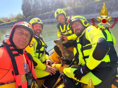 Capriolo rischia di annegare nel canale di Recentino, salvato dai Vigili del Fuoco