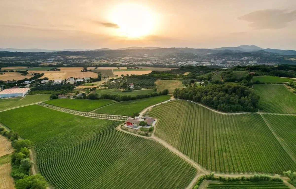 Innovazione nel settore vinicolo, cantina umbra e Università di Perugia studiano lieviti indigeni per ridurre l'alcol senza interventi artificiali