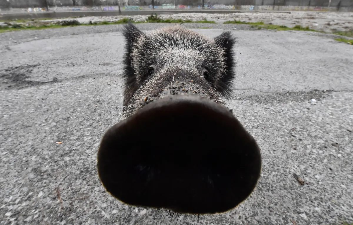  Gualdo Tadino, cinghiali a spasso di notte in città: tra rifiuti rovesciati e richieste di intervento