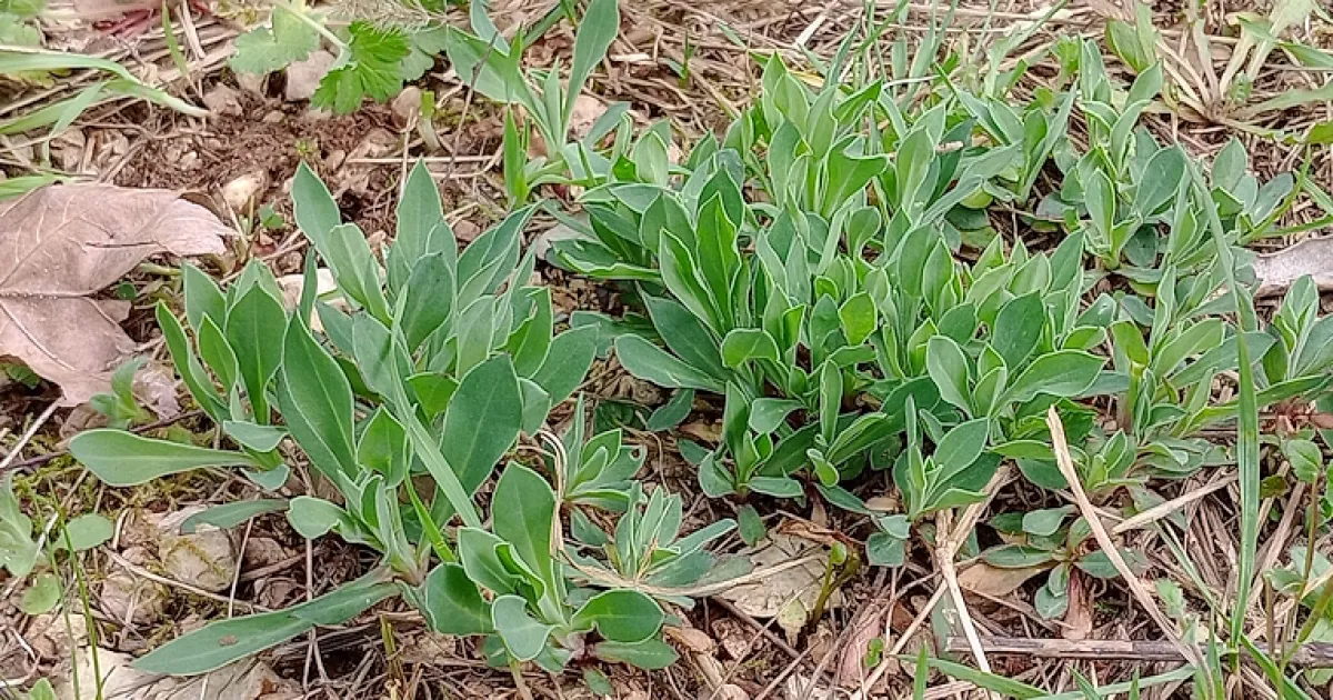  Le erbe spontanee di Gubbio protagoniste a San Pietro: natura, spiritualità e tradizione francescan