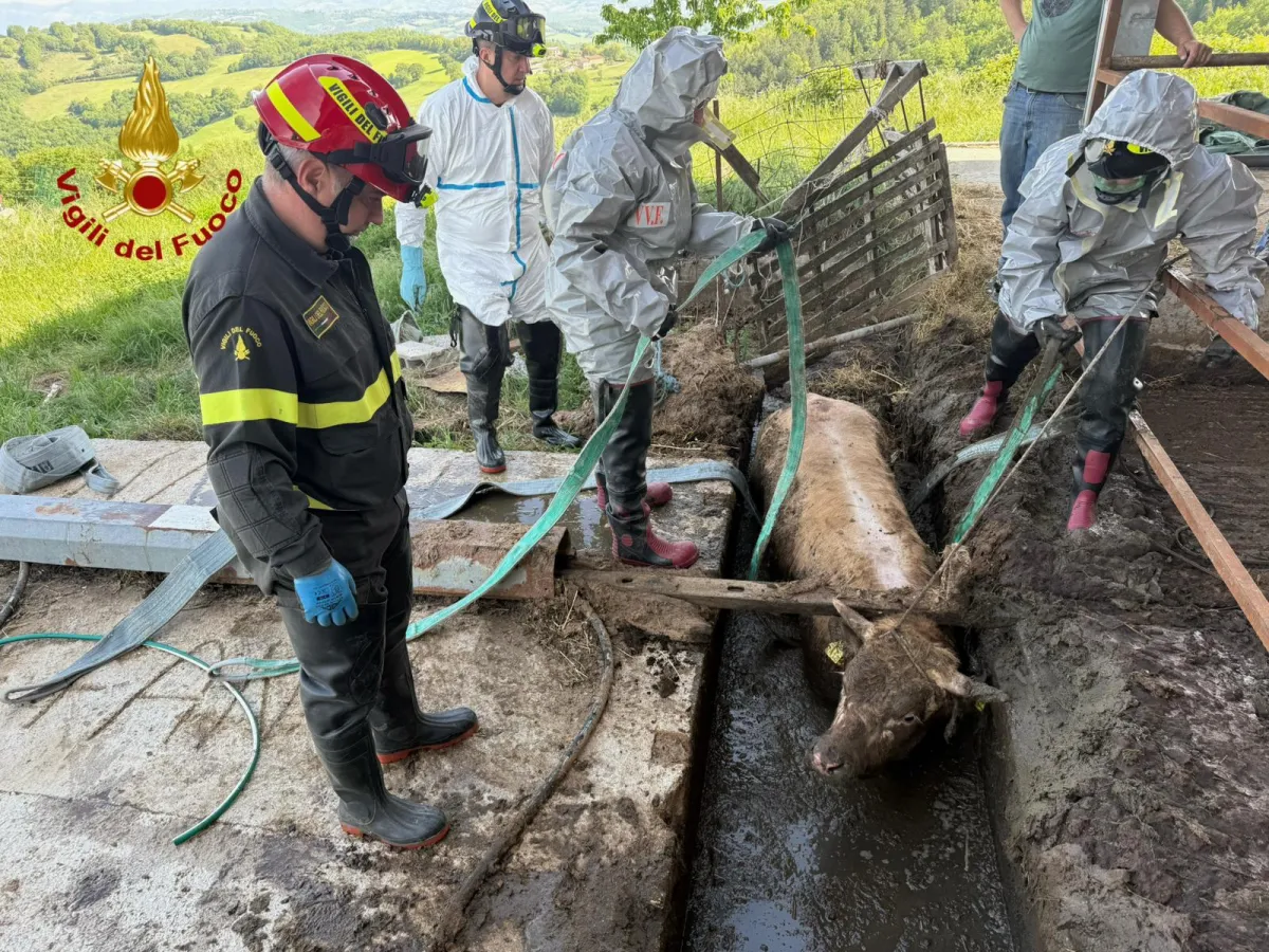 Valfabbrica, vitello finisce in un canale di raccolta liquami: intervento dei vigili del fuoco 