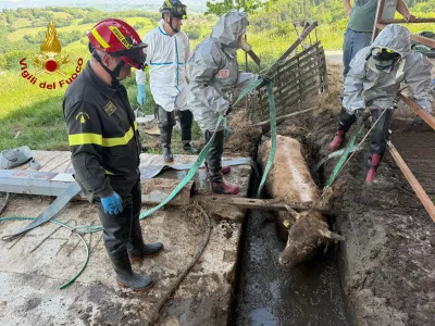Valfabbrica, vitello finisce in un canale di raccolta liquami: intervento dei vigili del fuoco 