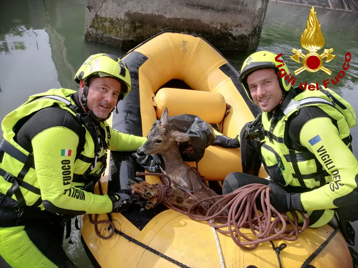Terni, intervento dei Vigili del Fuoco a Ponte San Lorenzo: salvato un capriolo finito nel Canale Recentino
