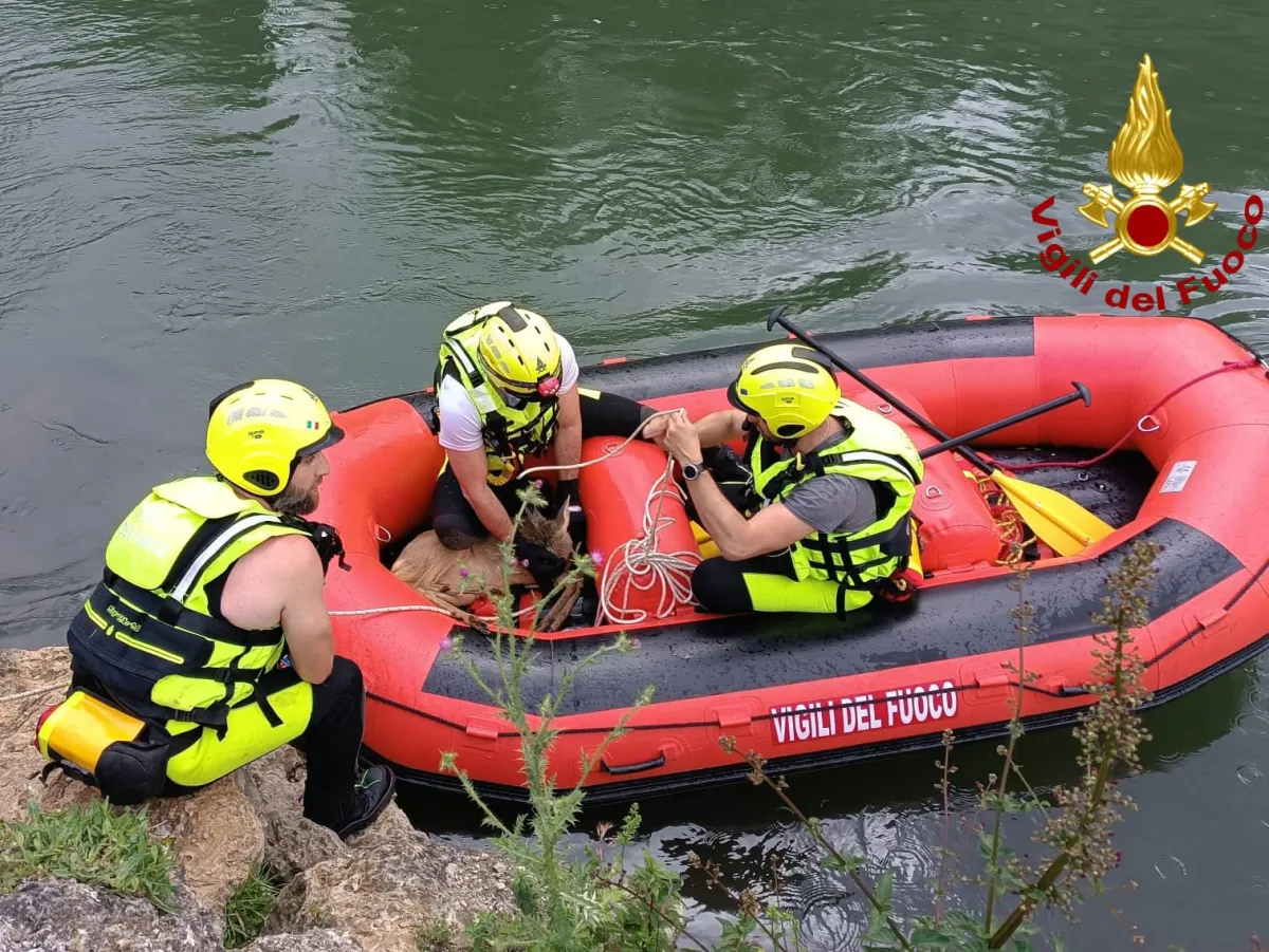 Terni, capriolo rischia di annegare nel canale di Recentino. Salvato dai Vigili del Fuoco