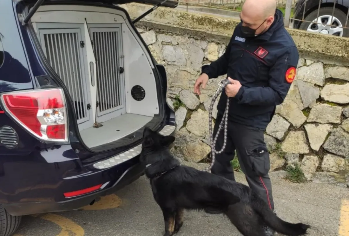 Bastia Umbra, blitz dei carabinieri all’alba: arrestato 22enne con 100 grammi di hashish