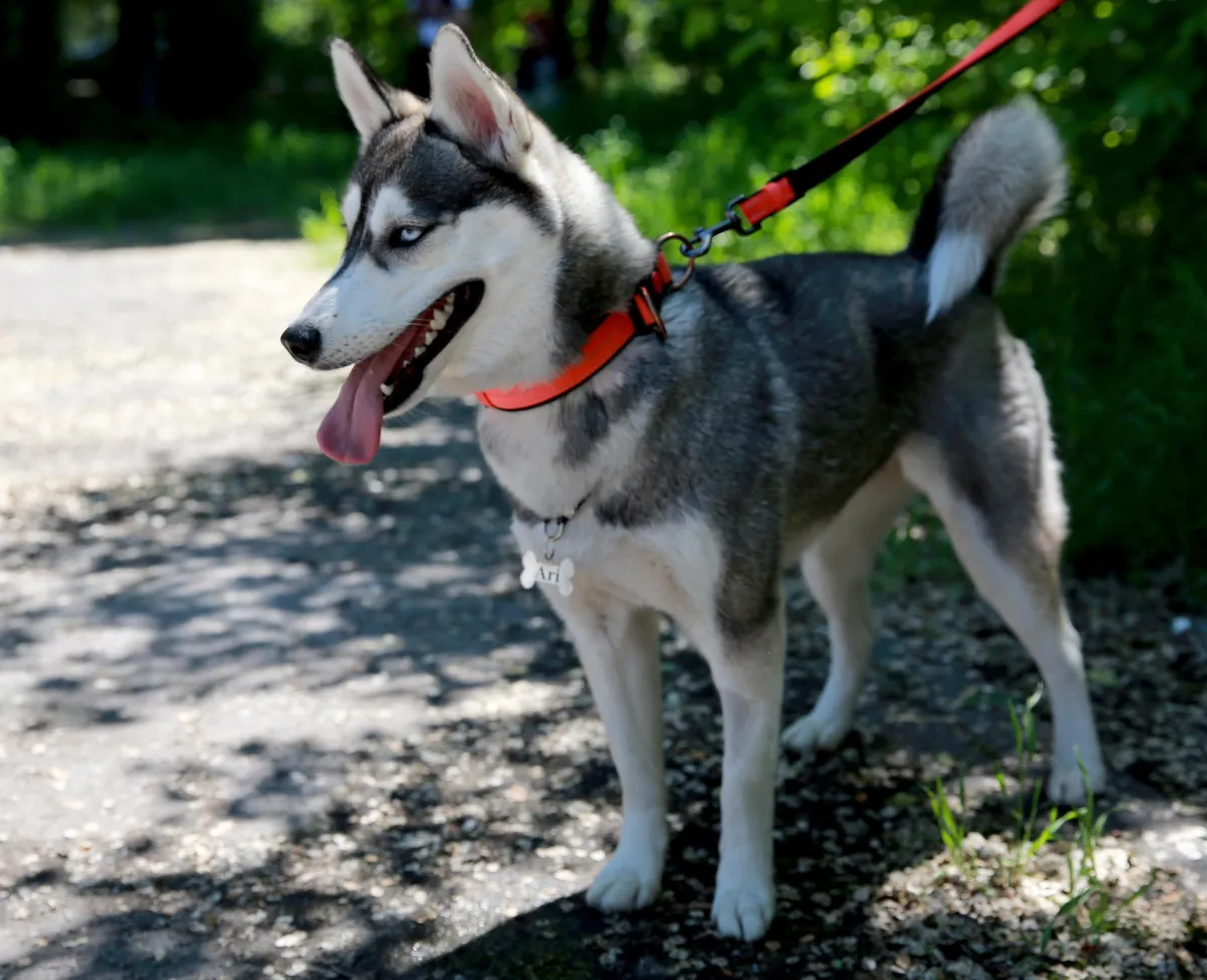 Perugia, fa cremare il cane ma la carcassa viene ritrovata in un fosso a Pavia. Indagano i carabinieri