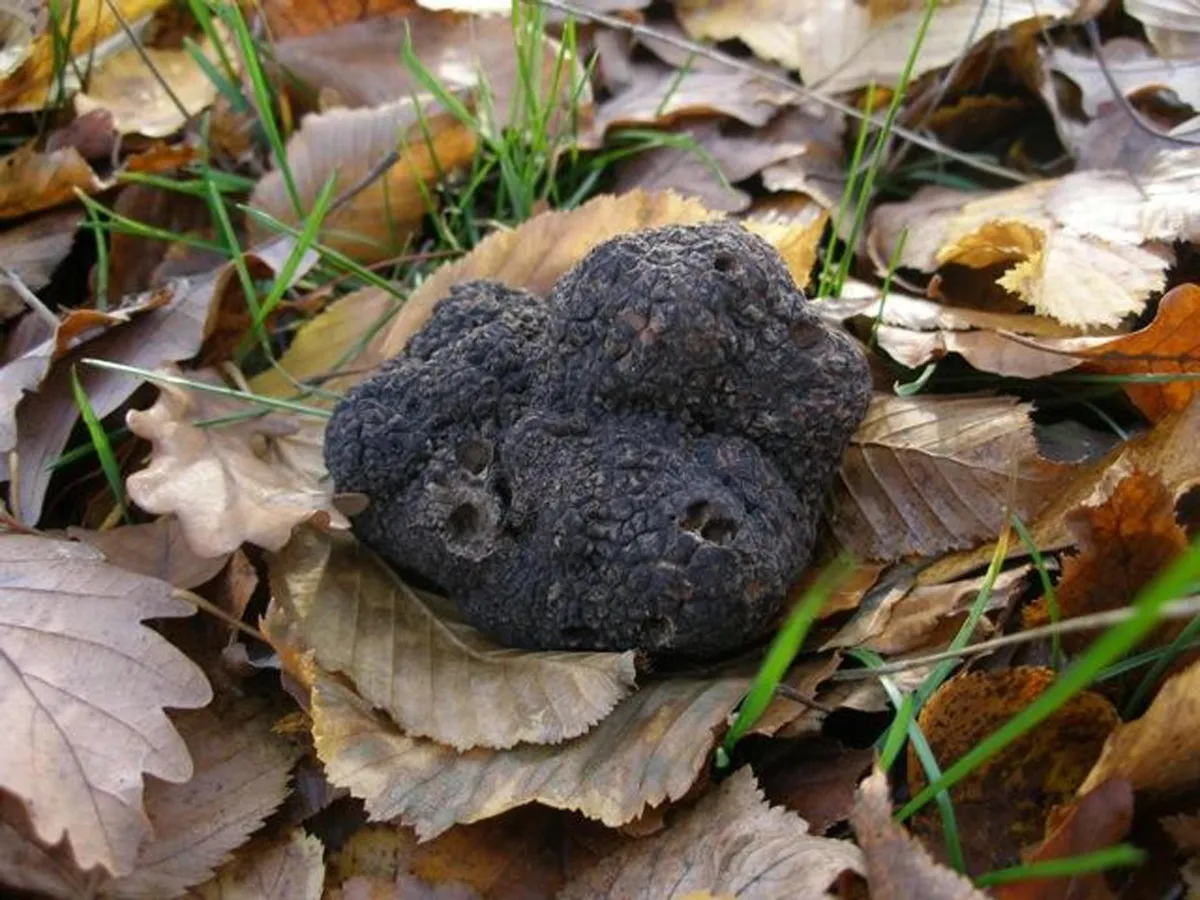 Pietralunga, ufficialmente aperta la stagione del tartufo nero estivo