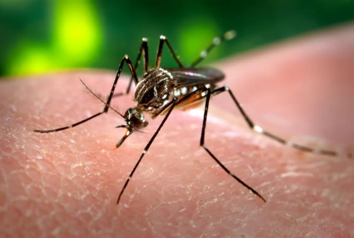Primo caso di Dengue in Umbria, scatta il piano straordinario di prevenzione: disinfestazioni a Magione, Panicale e Piegaro