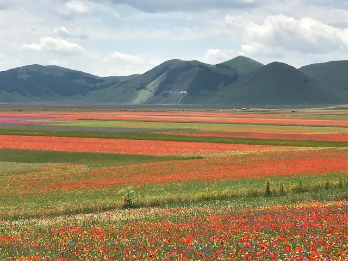 Fioritura di Castelluccio, tornano le navette per quattro weekend: accessi regolati per vivere lo spettacolo della Piana