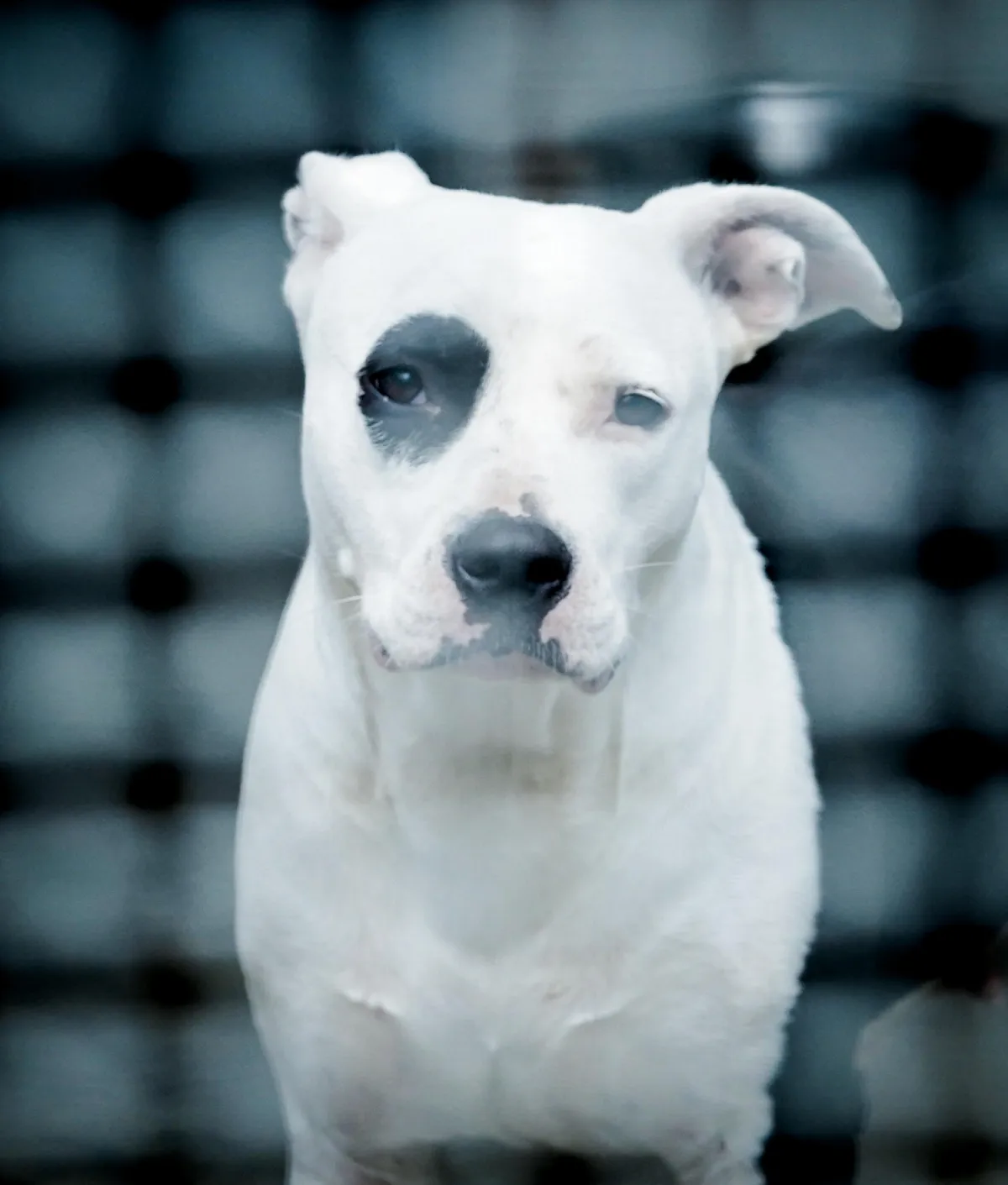 Terni, a settembre la seconda edizione di 'Mi Fido di Te'. Confermato l'appuntamento dedicato al legame che unisce uomo e cane