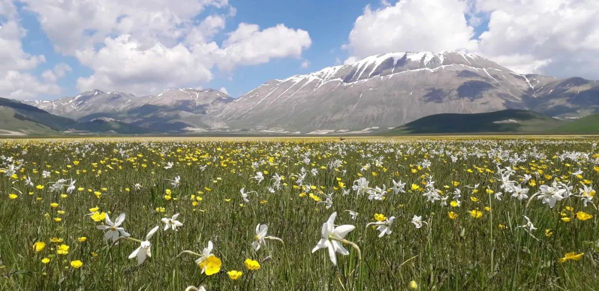 Fioritura di Castelluccio, Parco e Comuni varano il piano anti-ingorgo: mobilità sostenibile per conciliare turismo e tutela del territorio