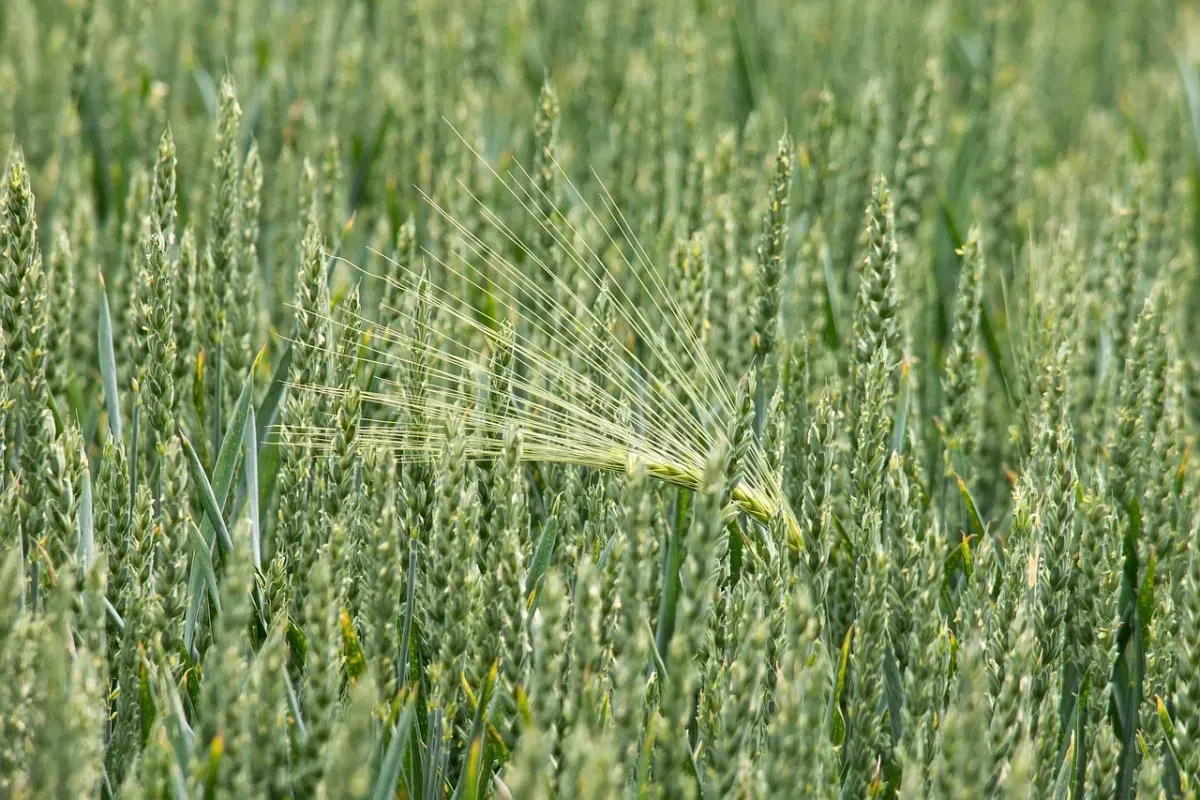 Agricoltura, l’Umbria investe sulle competenze: cinque milioni di euro per innovazione, sicurezza e competitività delle imprese