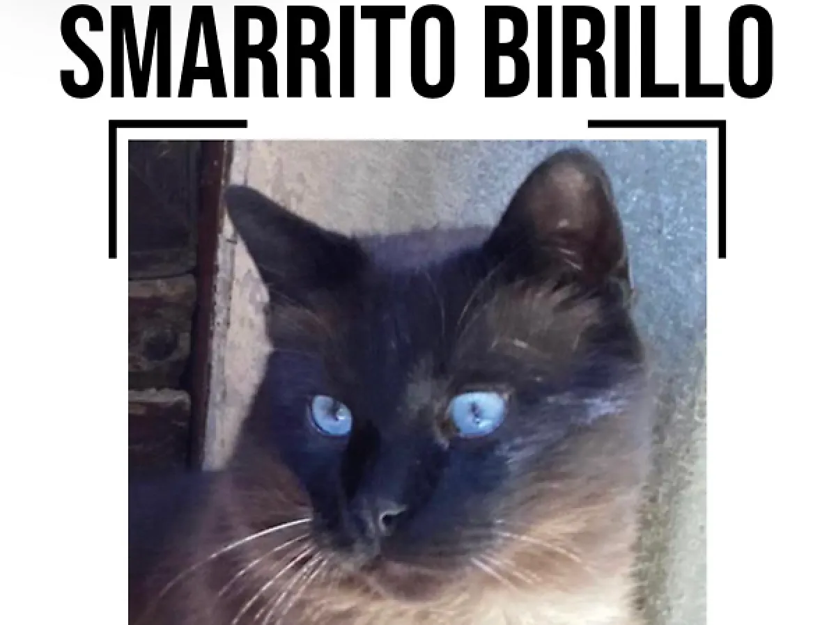 Perugia, Porta Sole si mobilita per Birillo: raccolta firme e appello dei residenti per il ritorno del micio simbolo del rione