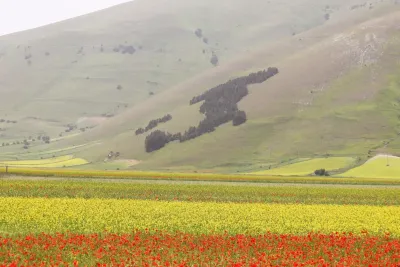 Siccità e temperature record in Umbria: la fioritura di Castelluccio di Norcia perde i suoi colori