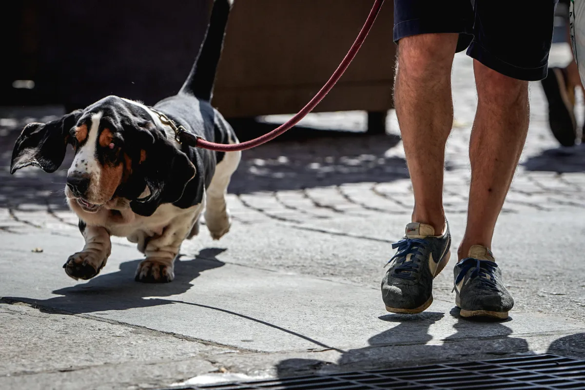 Tiferno Dog Show 2026, successo a Città di Castello: cani protagonisti tra bellezza, benessere e amore per gli animali