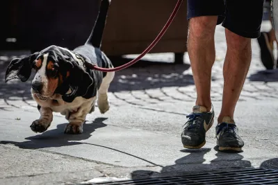 Tiferno Dog Show 2026, successo a Città di Castello: cani protagonisti tra bellezza, benessere e amore per gli animali