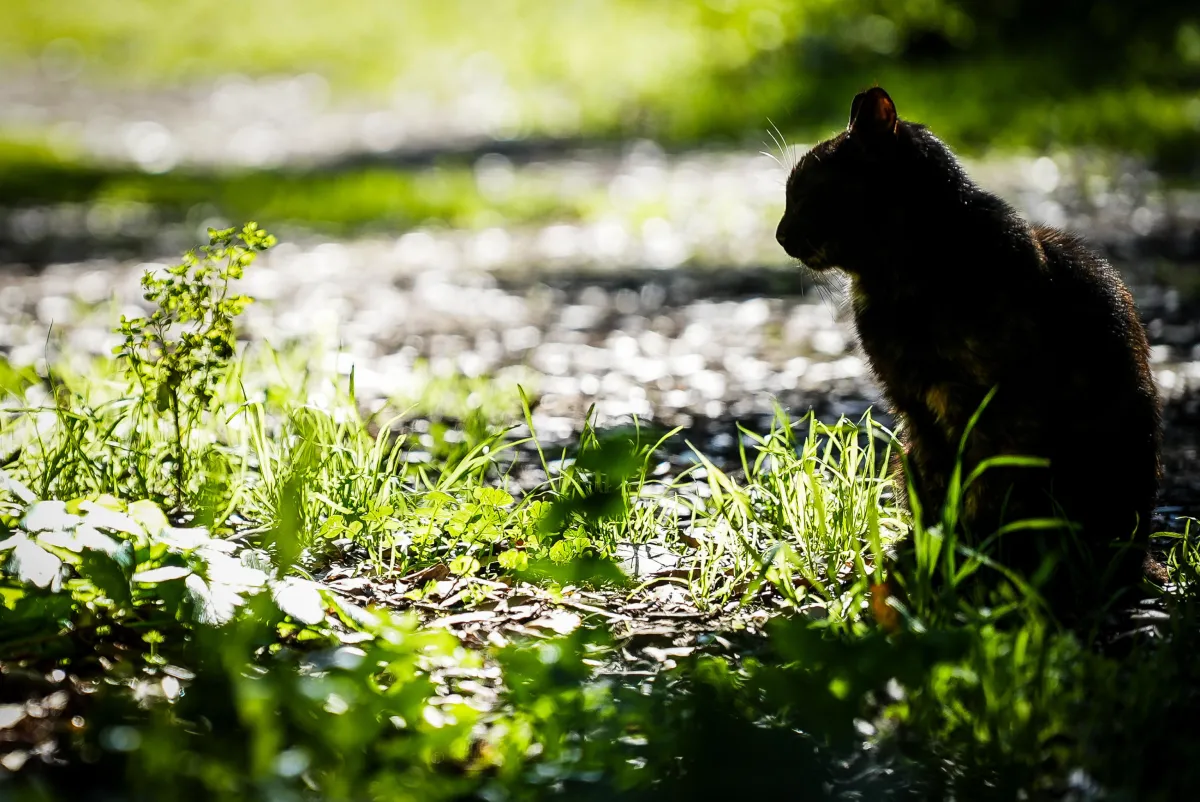 Il mistero di Pikachu, il gatto che aspettava tutti: il giallo della colonia scomparsa a Caprara