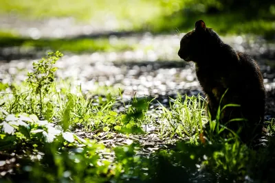 Il mistero di Pikachu, il gatto che aspettava tutti: il giallo della colonia scomparsa a Caprara