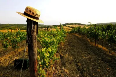 Agricoltura e primo insediamento. Bando da 9 milioni per i giovani imprenditori umbri