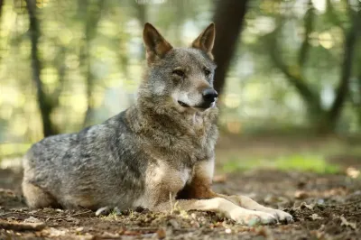 Bimba di 4 anni aggredita nel parco di Arrone, paura in Valnerina: il sindaco  Era un lupo . Convocato un vertice in Prefettura